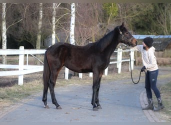Polnisches Sportpferd, Stute, 1 Jahr, 167 cm, Dunkelbrauner