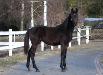Polnisches Sportpferd, Stute, 1 Jahr, 167 cm, Dunkelbrauner