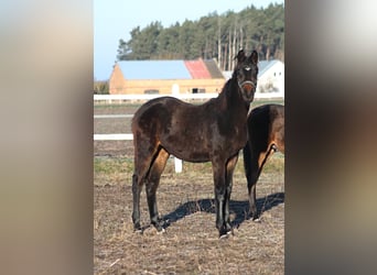 Polnisches Sportpferd, Stute, 1 Jahr, 167 cm, Dunkelbrauner