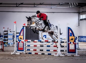Polnisches Sportpferd, Stute, 1 Jahr, 167 cm, Dunkelbrauner