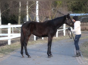 Polnisches Sportpferd, Stute, 1 Jahr, 167 cm, Dunkelbrauner