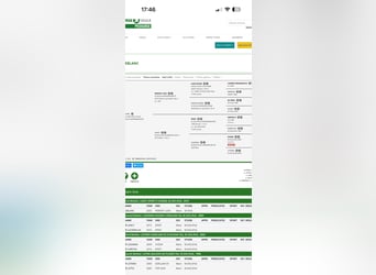 Polnisches Sportpferd, Stute, 1 Jahr, 167 cm