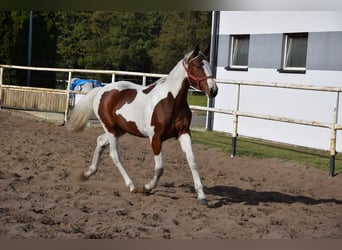 Polnisches Sportpferd, Stute, 1 Jahr, 170 cm, Schecke