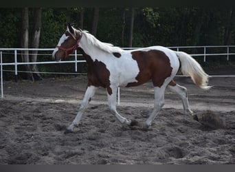 Polnisches Sportpferd, Stute, 1 Jahr, 170 cm, Schecke