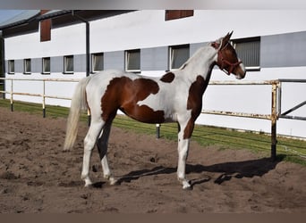 Polnisches Sportpferd, Stute, 1 Jahr, 170 cm, Schecke