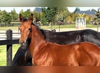 Polnisches Sportpferd, Stute, 1 Jahr, Brauner