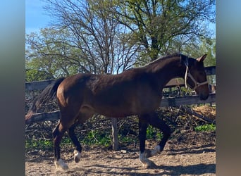 Polnisches Sportpferd, Stute, 1 Jahr, Brauner