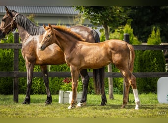 Polnisches Sportpferd, Stute, 1 Jahr, Fuchs