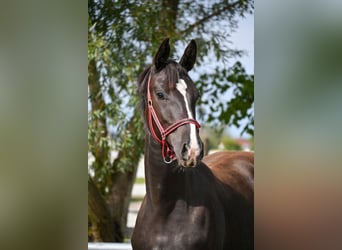 Polnisches Sportpferd, Stute, 1 Jahr, Rappe