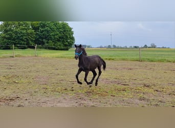 Polnisches Sportpferd, Stute, 1 Jahr, Schimmel
