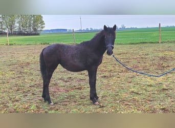Polnisches Sportpferd, Stute, 1 Jahr, Schimmel