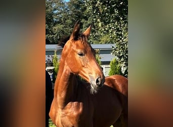 Polnisches Sportpferd, Stute, 1 Jahr
