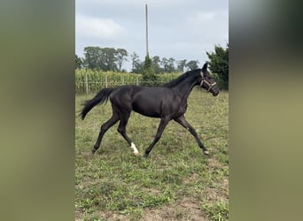 Polnisches Sportpferd, Stute, 2 Jahre, 145 cm, Rappe
