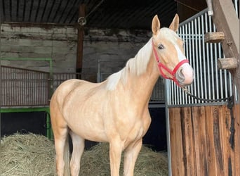 Polnisches Sportpferd, Stute, 2 Jahre, 164 cm, Palomino