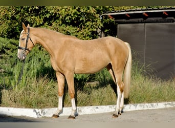 Polnisches Sportpferd, Stute, 2 Jahre, 170 cm, Palomino