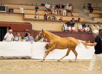 Polnisches Sportpferd, Stute, 2 Jahre, 170 cm, Palomino