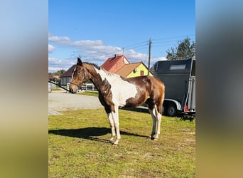 Polnisches Sportpferd, Stute, 2 Jahre, Schecke