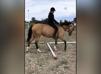 Polnisches Sportpferd, Stute, 3 Jahre, 155 cm, Buckskin