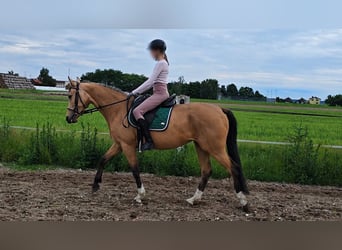 Polnisches Sportpferd, Stute, 3 Jahre, 155 cm, Cremello
