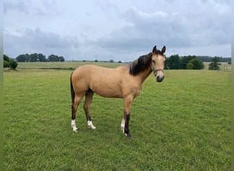Polnisches Sportpferd, Stute, 3 Jahre, 155 cm, Cremello