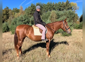 Polnisches Sportpferd, Stute, 3 Jahre, 160 cm, Fuchs