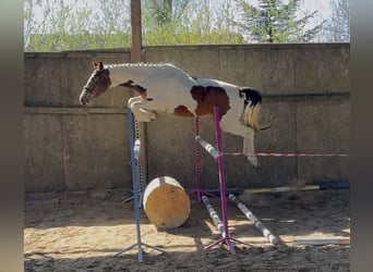 Polnisches Sportpferd, Stute, 3 Jahre, 162 cm, Brauner