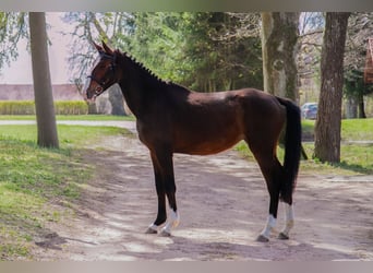 Polnisches Sportpferd, Stute, 3 Jahre, 162 cm, Brauner