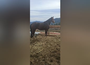 Polnisches Sportpferd, Stute, 3 Jahre, 163 cm, Brauner