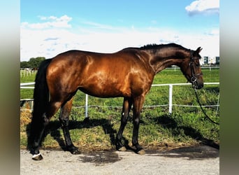 Polnisches Sportpferd, Stute, 3 Jahre, 164 cm, Rotbrauner