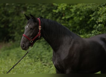 Polnisches Sportpferd, Stute, 3 Jahre, 165 cm, Rappe