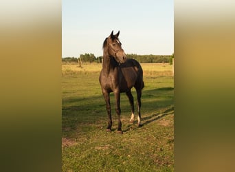 Polnisches Sportpferd, Stute, 3 Jahre, 166 cm, Schimmel