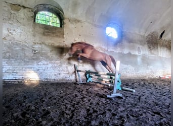 Polnisches Sportpferd, Stute, 3 Jahre, 167 cm, Fuchs