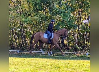 Polnisches Sportpferd, Stute, 3 Jahre, 167 cm, Fuchs