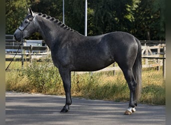Polnisches Sportpferd, Stute, 3 Jahre, 167 cm, Rappschimmel