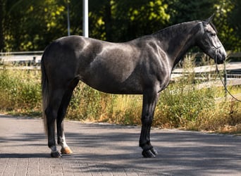 Polnisches Sportpferd, Stute, 3 Jahre, 167 cm, Rappschimmel