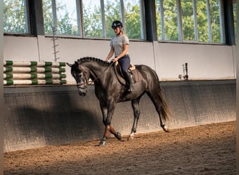 Polnisches Sportpferd, Stute, 3 Jahre, 167 cm, Rappschimmel
