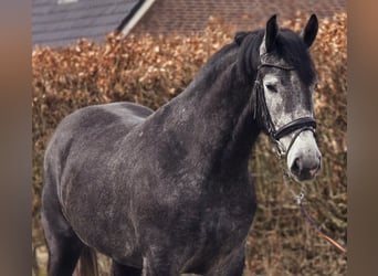 Polnisches Sportpferd, Stute, 3 Jahre, 167 cm, Rappschimmel