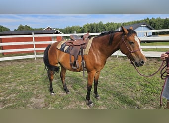 Polnisches Sportpferd, Stute, 4 Jahre, 155 cm, Rotbrauner