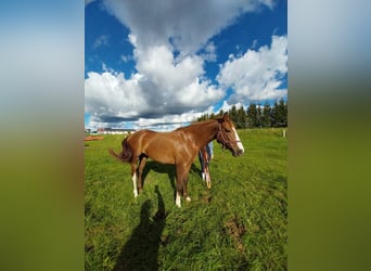 Polnisches Sportpferd, Stute, 4 Jahre, 157 cm, Fuchs