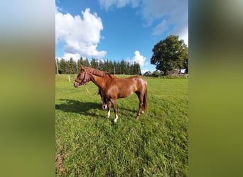 Polnisches Sportpferd, Stute, 4 Jahre, 157 cm, Fuchs