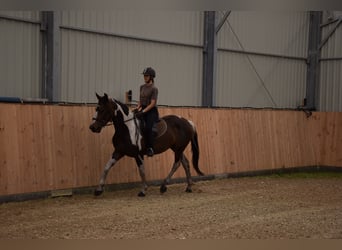 Polnisches Sportpferd, Stute, 4 Jahre, 157 cm, Schecke