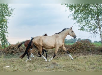 Polnisches Sportpferd, Stute, 4 Jahre, 160 cm, Buckskin