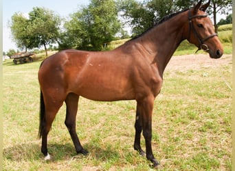 Polnisches Sportpferd, Stute, 4 Jahre, 160 cm, Rotbrauner