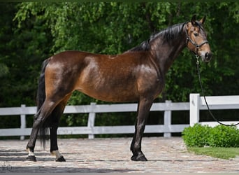 Polnisches Sportpferd, Stute, 4 Jahre, 168 cm, Brauner