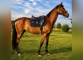 Polnisches Sportpferd, Stute, 4 Jahre, 169 cm, Dunkelbrauner