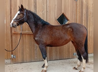 Polnisches Sportpferd, Stute, 4 Jahre, 170 cm, Dunkelbrauner