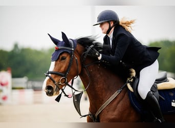 Polnisches Sportpferd, Stute, 4 Jahre, 174 cm, Brauner