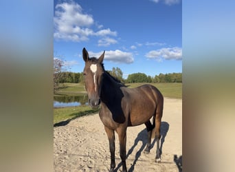 Polnisches Sportpferd, Stute, 4 Jahre, Brauner