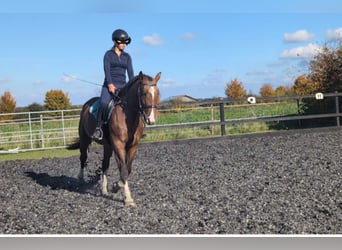 Polnisches Sportpferd, Stute, 5 Jahre, 155 cm, Roan-Red