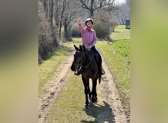 Polnisches Sportpferd, Stute, 5 Jahre, 160 cm, Dunkelbrauner